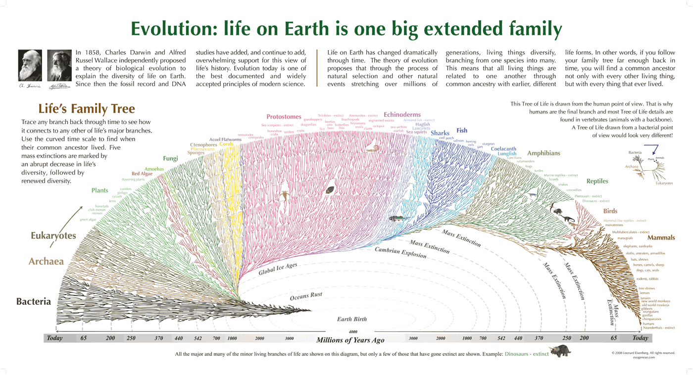 evolution tree of life